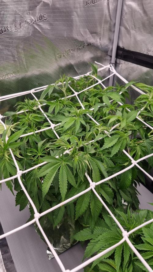 Papayton Fastbuds NFT. Week 5 - Day 35