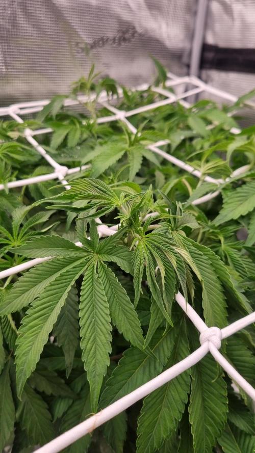 Papayton Fastbuds NFT. Week 5 - Day 35