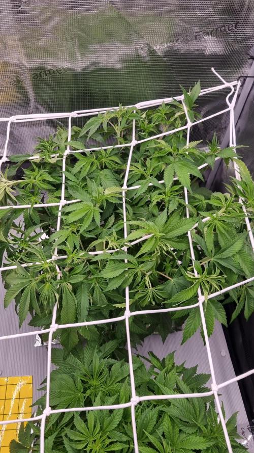 Papayton Fastbuds NFT. Week 5 - Day 35