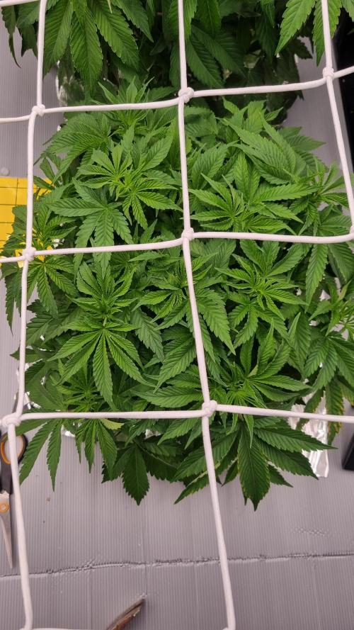 Garlic Cookies Pureinstinto NFT. Week 5 - Day 35