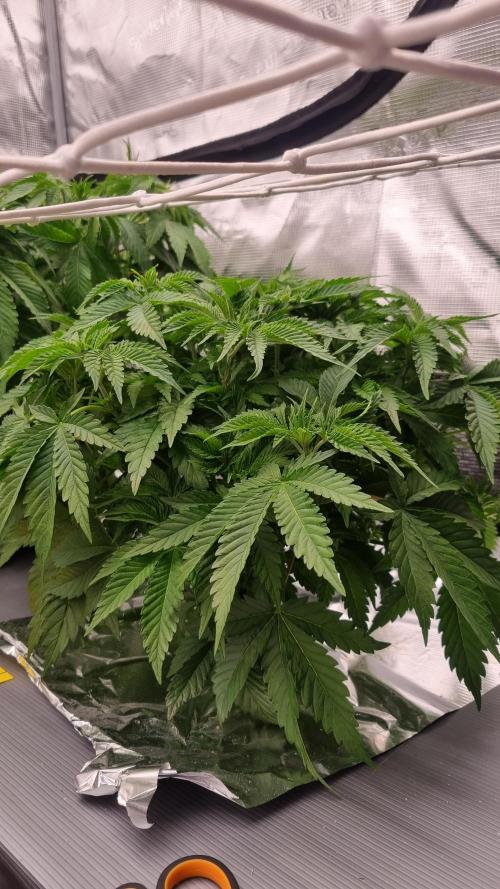 Garlic Cookies Pureinstinto NFT. Week 5 - Day 35