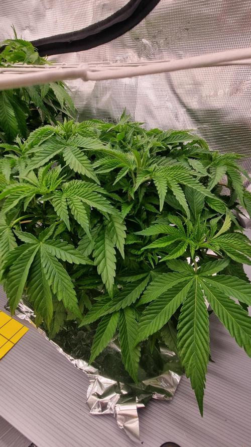 Garlic Cookies Pureinstinto NFT. Week 5 - Day 35