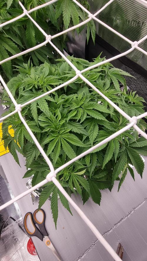 Garlic Cookies Pureinstinto NFT. Week 5 - Day 35