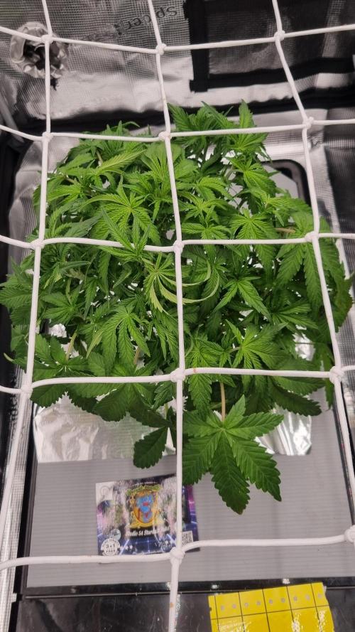 Studio 54 Stardust Auto Sweet Seeds NFT. Week 5 - Day 35