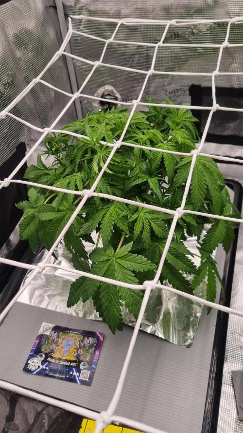 Studio 54 Stardust Auto Sweet Seeds NFT. Week 5 - Day 35