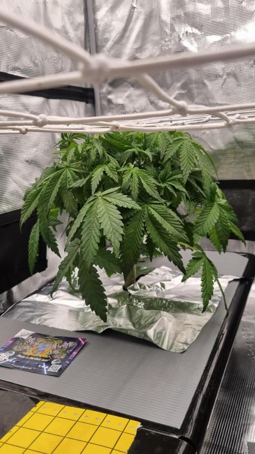 Studio 54 Stardust Auto Sweet Seeds NFT. Week 5 - Day 35