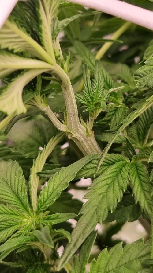 Studio 54 Stardust Auto Sweet Seeds NFT. Week 5 - Day 35