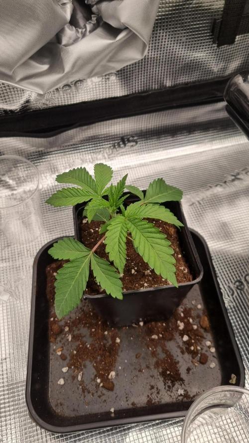 Midnight Candy HappyPlant420 SOIL. Week 2 - Day 14