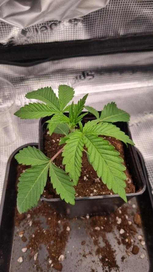 Midnight Candy HappyPlant420 SOIL. Week 2 - Day 14