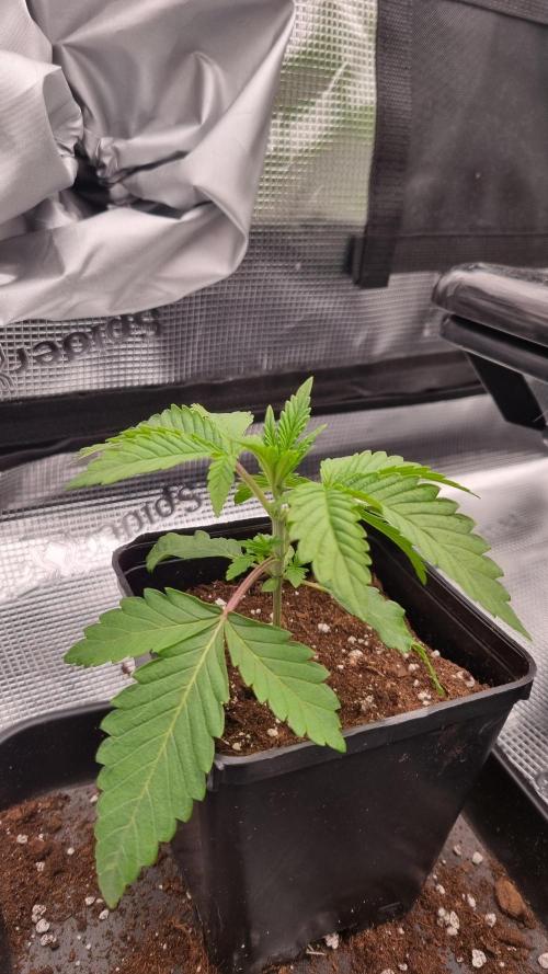 Midnight Candy HappyPlant420 SOIL. Week 2 - Day 14