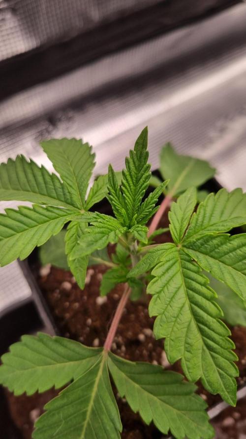 Midnight Candy HappyPlant420 SOIL. Week 2 - Day 14