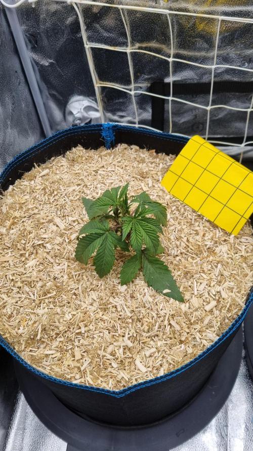 Midnight Candy HappyPlant420 SOIL. Week 3 - Day 18 transplanted