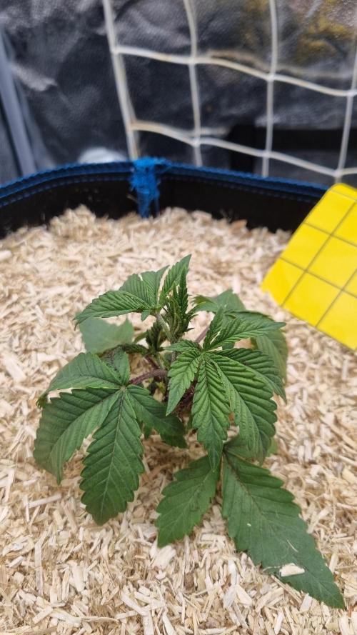 Midnight Candy HappyPlant420 SOIL. Week 3 - Day 18 transplanted