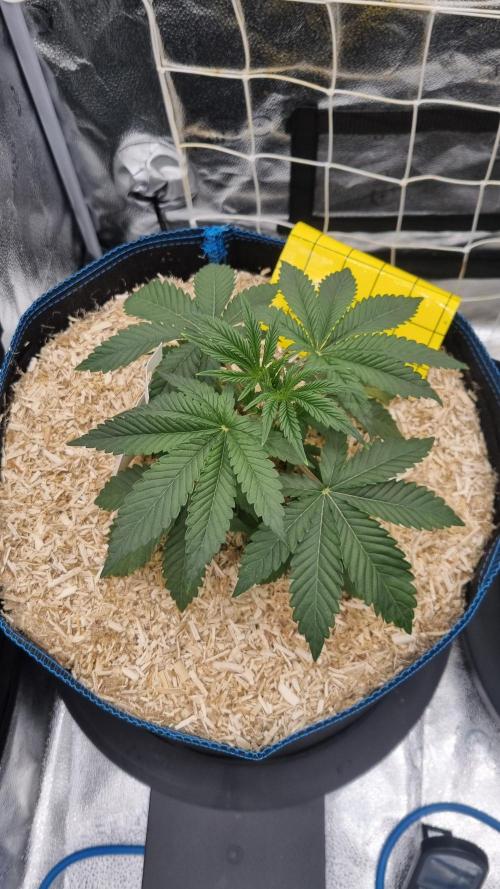 Midnight Candy HappyPlant420 SOIL. Week 3 - Day 21