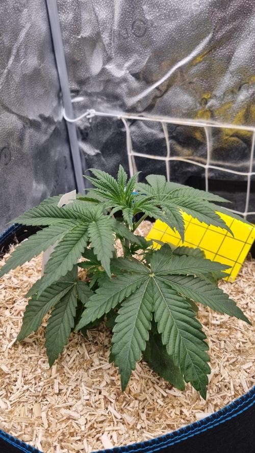 Midnight Candy HappyPlant420 SOIL. Week 3 - Day 21