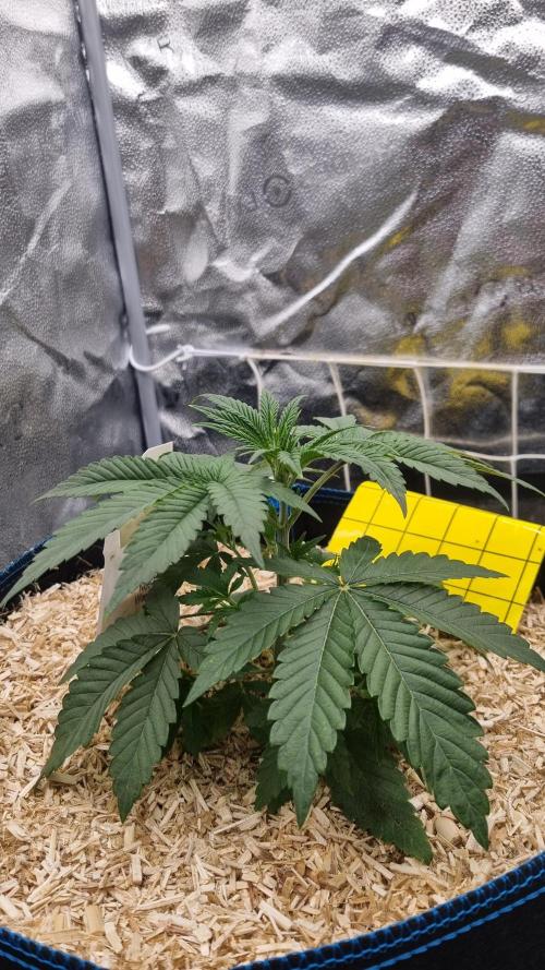 Midnight Candy HappyPlant420 SOIL. Week 3 - Day 21