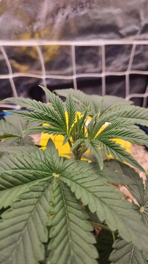 Midnight Candy HappyPlant420 SOIL. Week 3 - Day 21