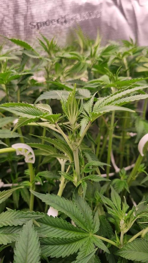 Papayton Fastbuds NFT. Week 7 - Day 49