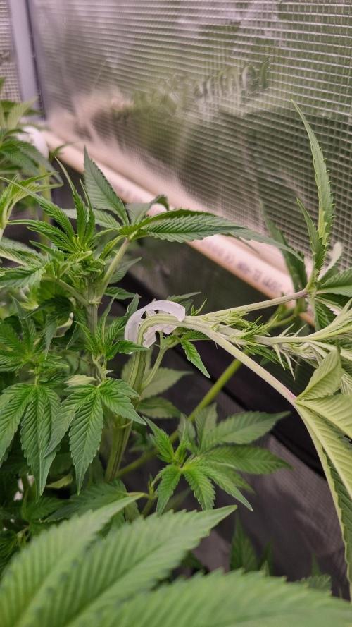 Papayton Fastbuds NFT. Week 7 - Day 49