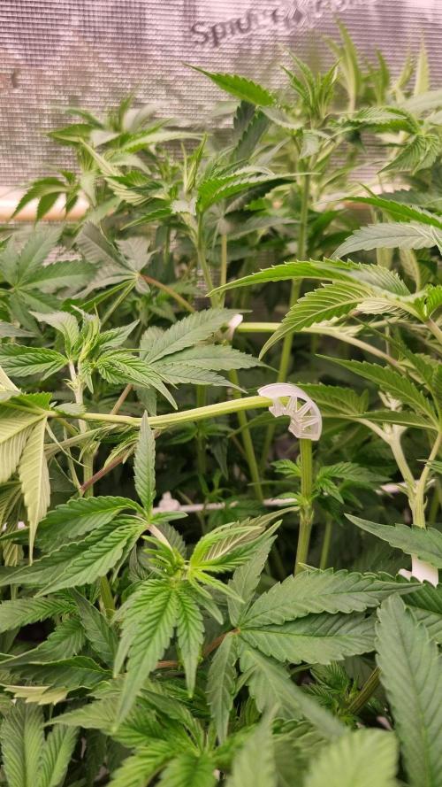 Papayton Fastbuds NFT. Week 7 - Day 49