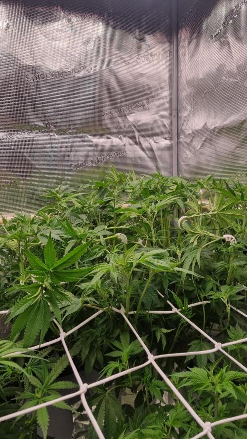 Papayton Fastbuds NFT. Week 7 - Day 49