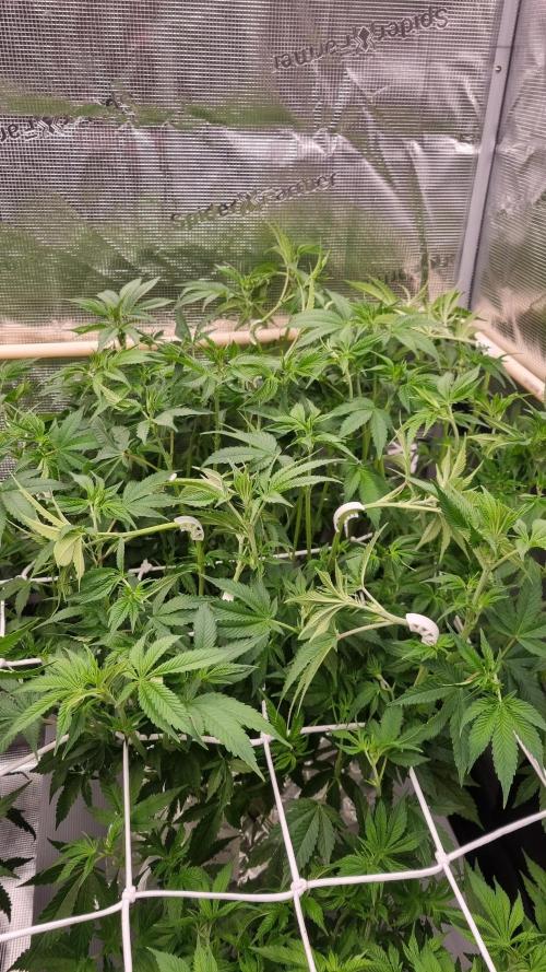 Papayton Fastbuds NFT. Week 7 - Day 49