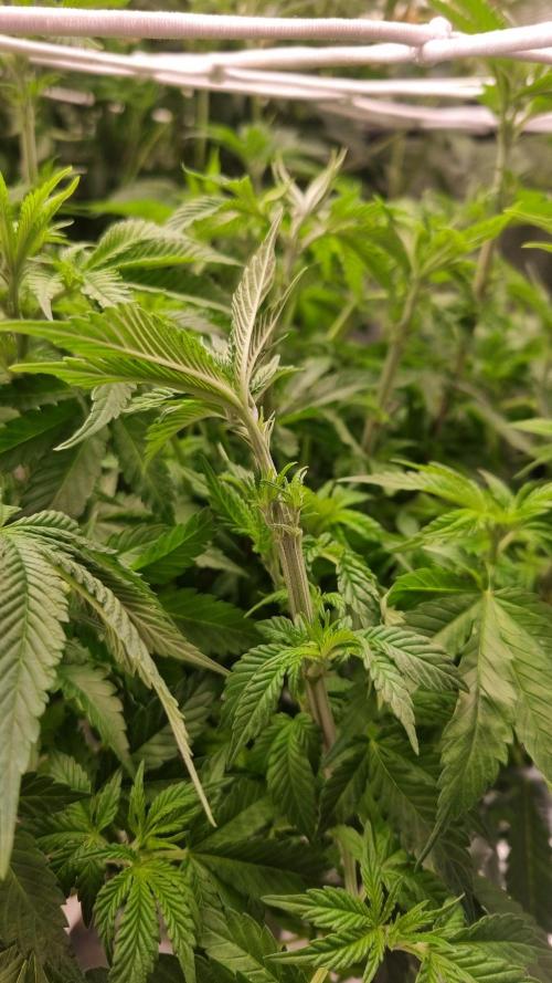 Garlic Cookies Pureinstinto NFT. Week 7 - Day 49