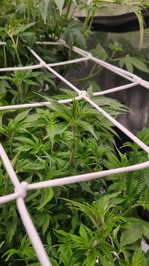 Garlic Cookies Pureinstinto NFT. Week 7 - Day 49