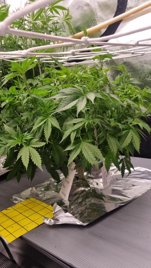 Garlic Cookies Pureinstinto NFT. Week 7 - Day 49