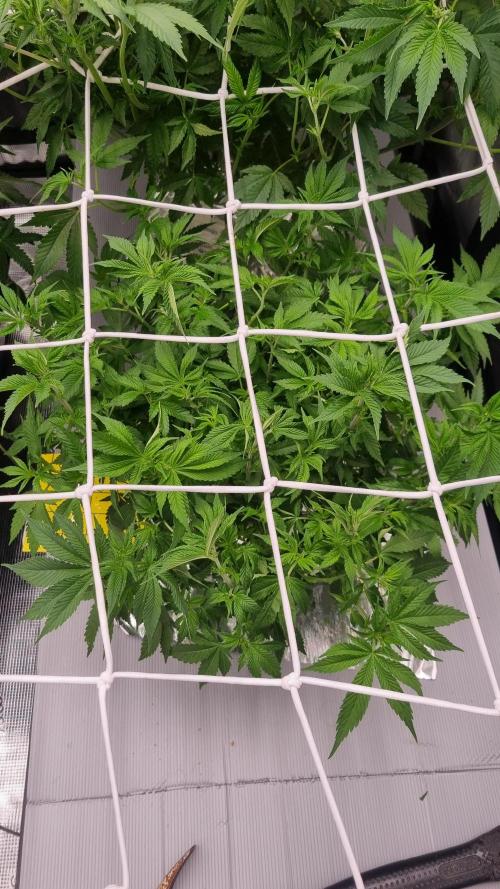 Garlic Cookies Pureinstinto NFT. Week 7 - Day 49