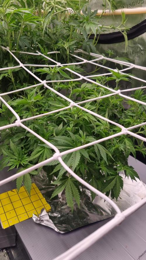 Garlic Cookies Pureinstinto NFT. Week 7 - Day 49