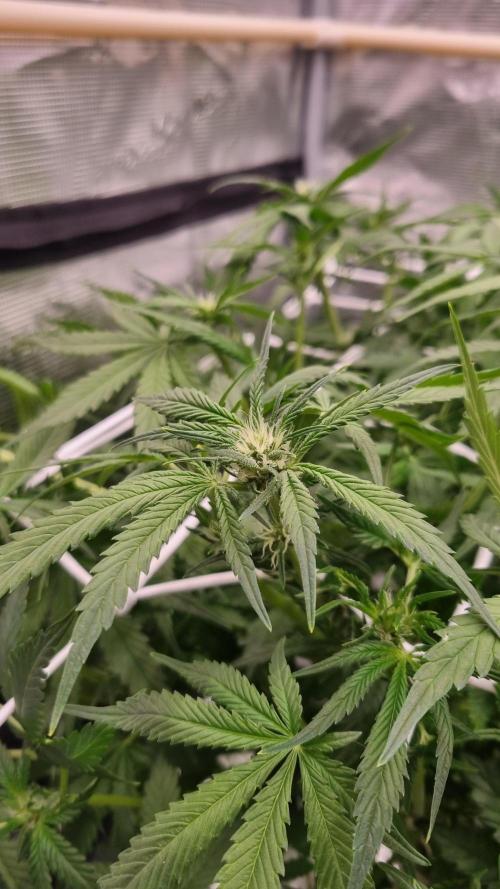 Studio 54 Stardust Auto Sweet Seeds NFT. Week 7 - Day 7