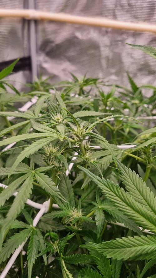 Studio 54 Stardust Auto Sweet Seeds NFT. Week 7 - Day 7