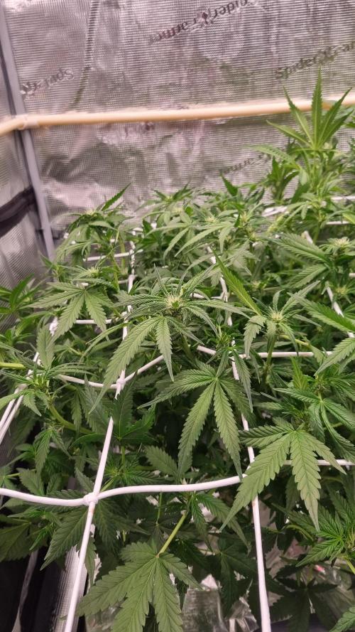 Studio 54 Stardust Auto Sweet Seeds NFT. Week 7 - Day 7