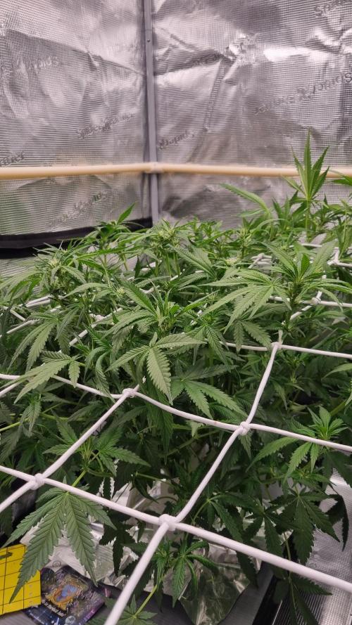 Studio 54 Stardust Auto Sweet Seeds NFT. Week 7 - Day 7