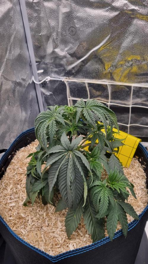 Midnight Candy HappyPlant420 SOIL. Week 4 - Day 28