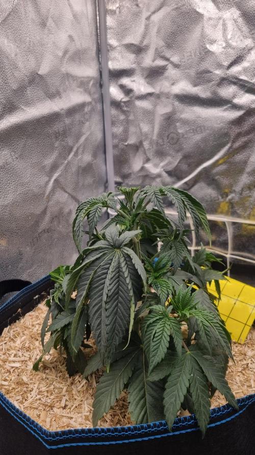 Midnight Candy HappyPlant420 SOIL. Week 4 - Day 28