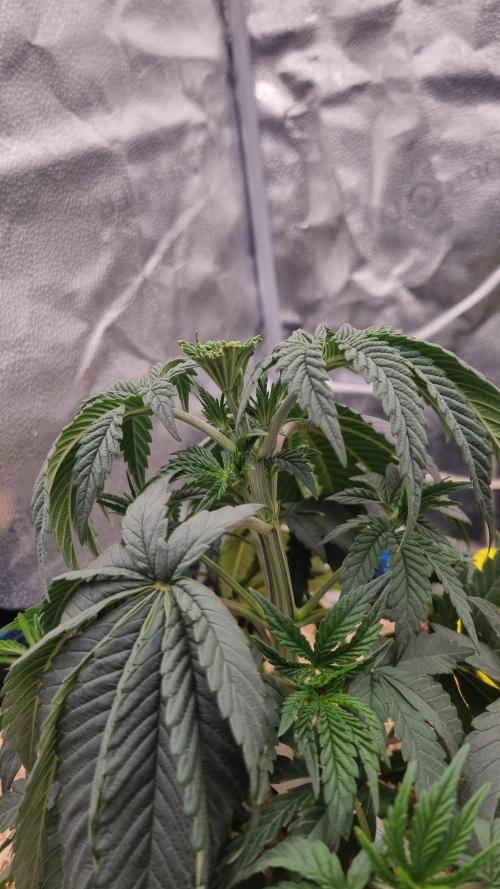 Midnight Candy HappyPlant420 SOIL. Week 4 - Day 28