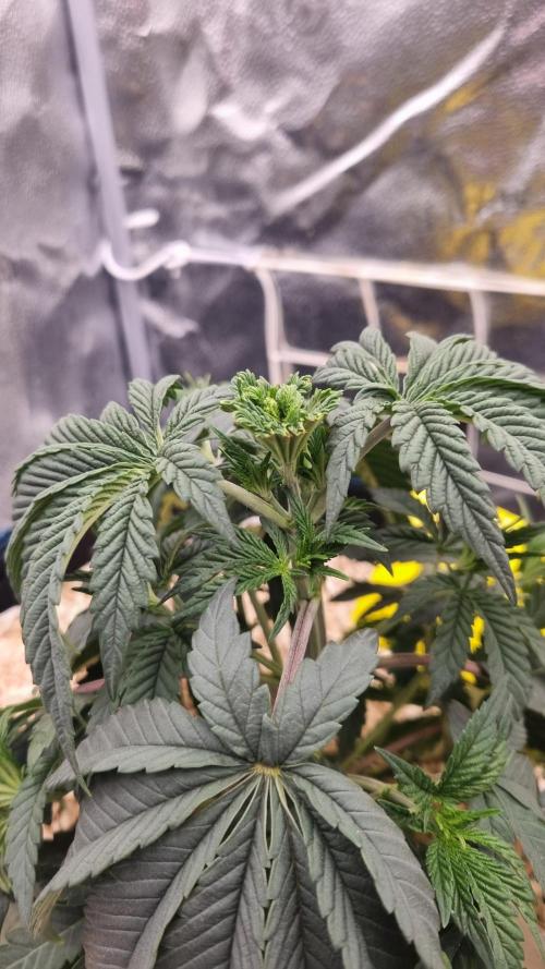 Midnight Candy HappyPlant420 SOIL. Week 4 - Day 28