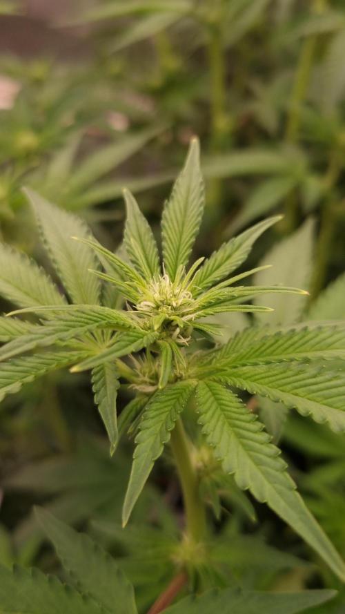 Papayton Fastbuds NFT. Week 8 - Day 7