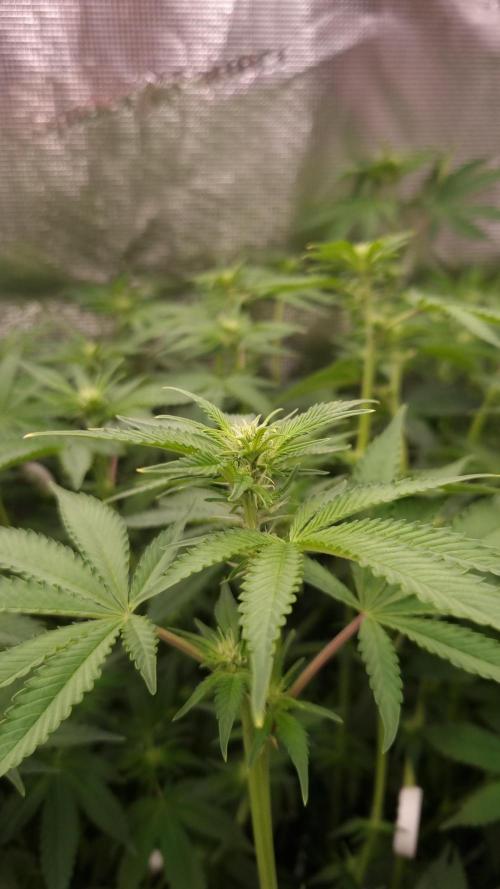 Papayton Fastbuds NFT. Week 8 - Day 7