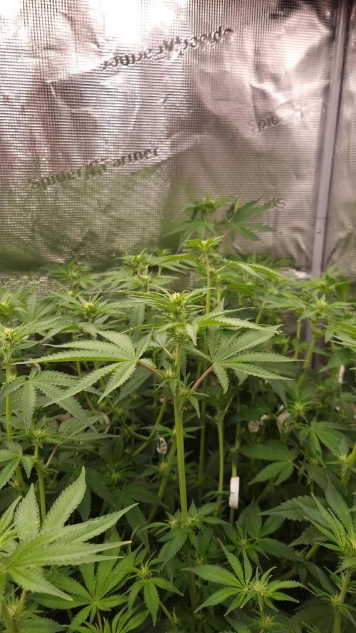 Papayton Fastbuds NFT. Week 8 - Day 7