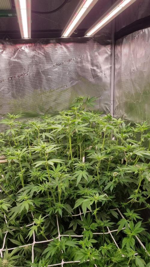 Papayton Fastbuds NFT. Week 8 - Day 7