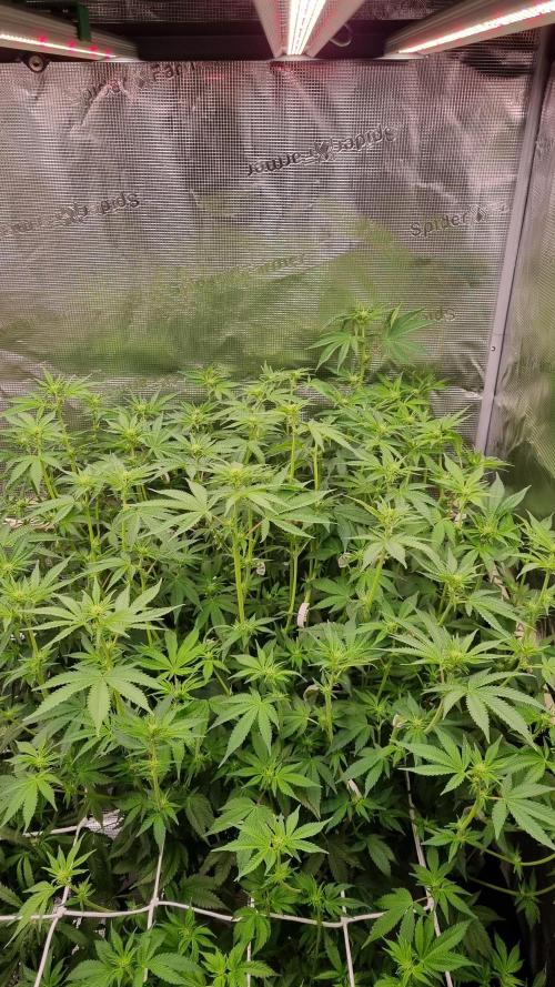 Papayton Fastbuds NFT. Week 8 - Day 7 before defoliation