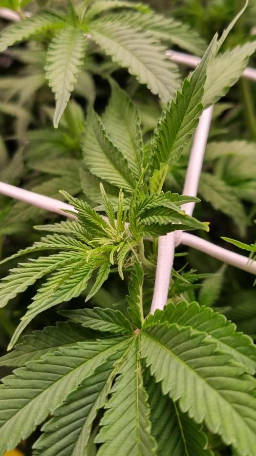 Garlic Cookies Pureinstinto NFT. Week 8 - Day 7