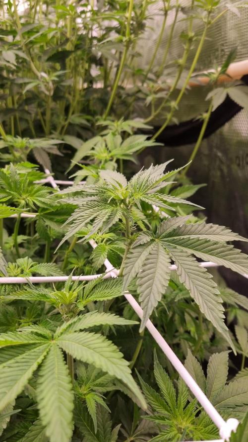 Garlic Cookies Pureinstinto NFT. Week 8 - Day 7