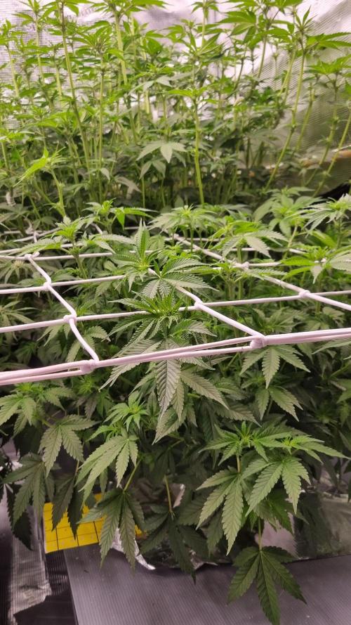 Garlic Cookies Pureinstinto NFT. Week 8 - Day 7