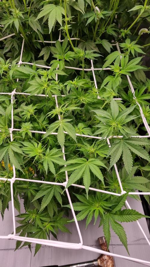 Garlic Cookies Pureinstinto NFT. Week 8 - Day 7