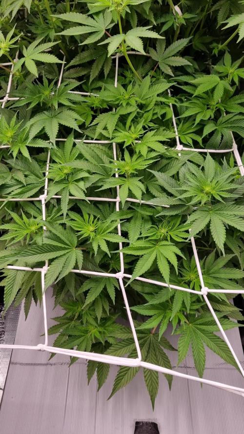 Garlic Cookies Pureinstinto NFT. Week 8 - Day 7 before defoliation.