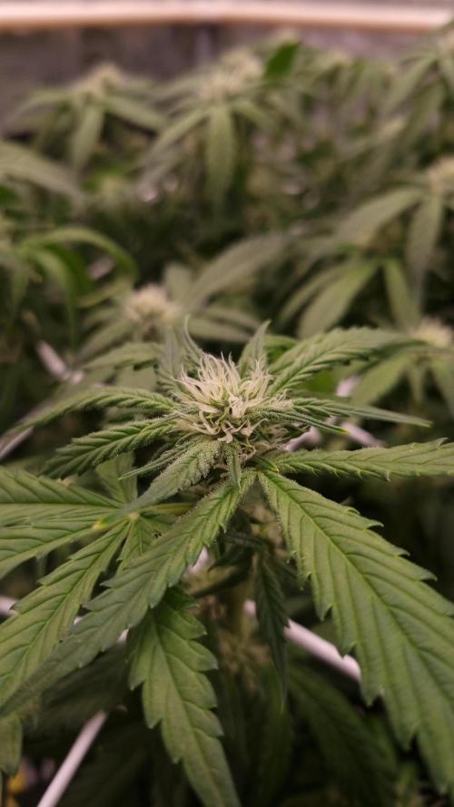 Studio 54 Stardust Auto Sweet Seeds NFT. Week 8 - Day 14